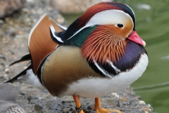 canard-mandarin-a-la-ferme-de-beaumont