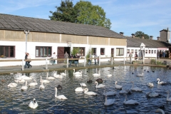 ferme-de-beaumont-mare-cygnes