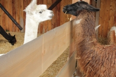 lama-a-la-ferme-de-beaumont