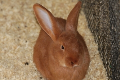lapin-fauve-de-bourgogone-a-la-ferme