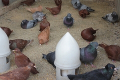 pigeons-ferme-de-beaumont